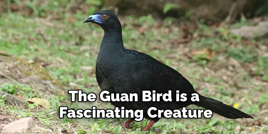 The Guan Bird is a 
Fascinating Creature