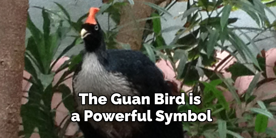 The Guan Bird is
 a Powerful Symbol