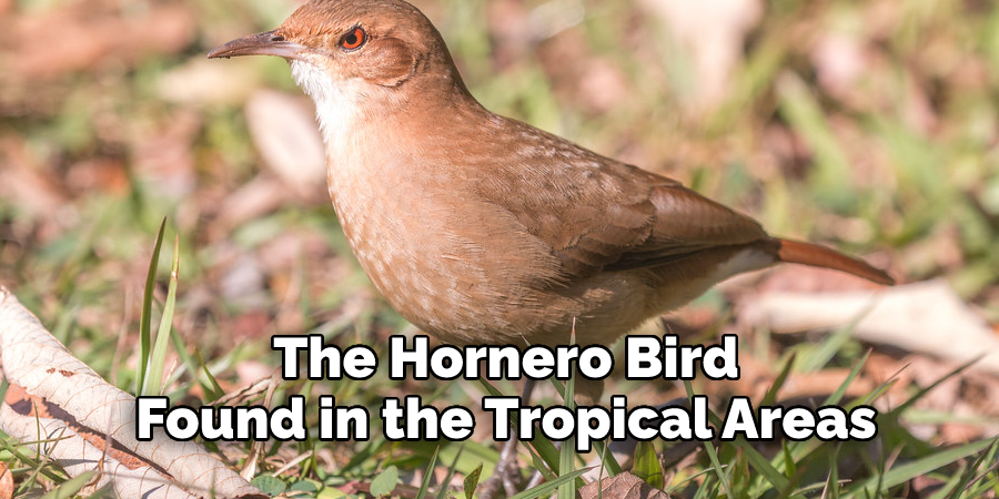The Hornero Bird, 
Found in the Tropical Areas