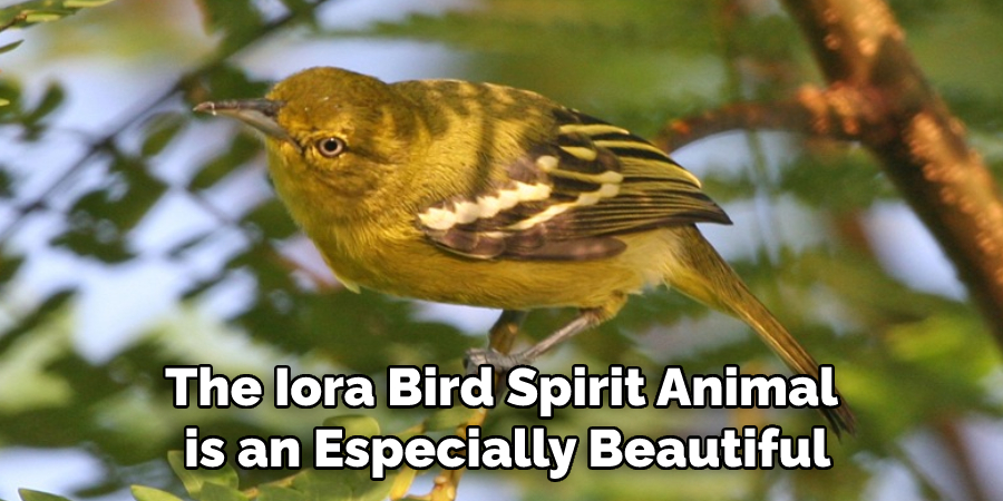 The Iora Bird Spirit Animal is an Especially Beautiful