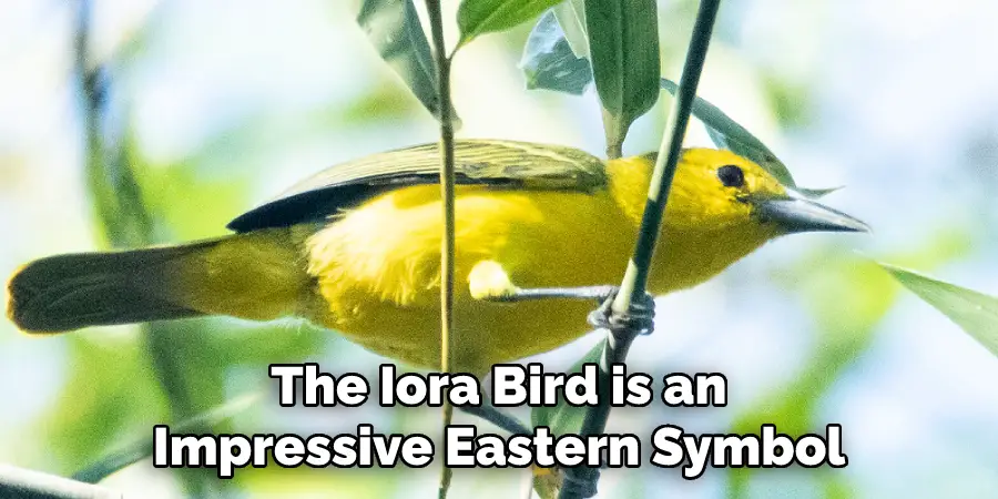 The Iora Bird is an Impressive Eastern Symbol