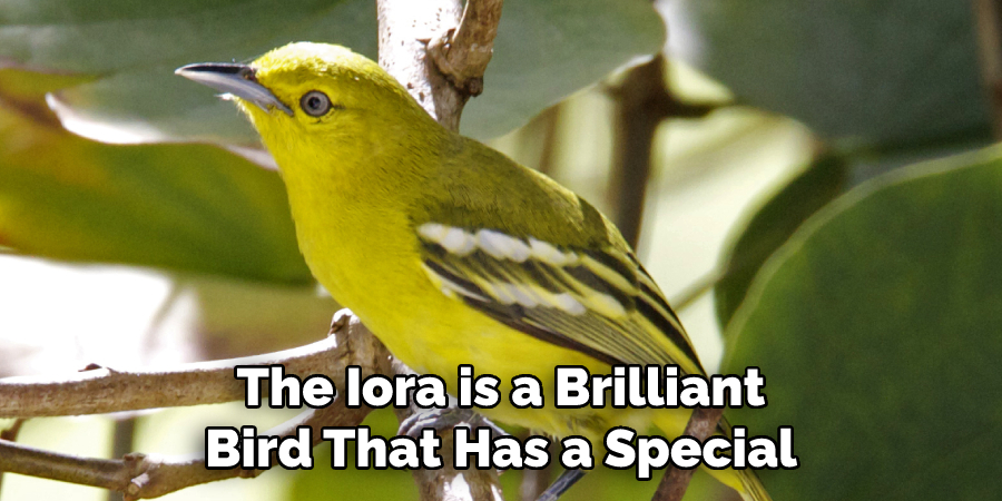 The Iora is a Brilliant
Bird That Has a Special