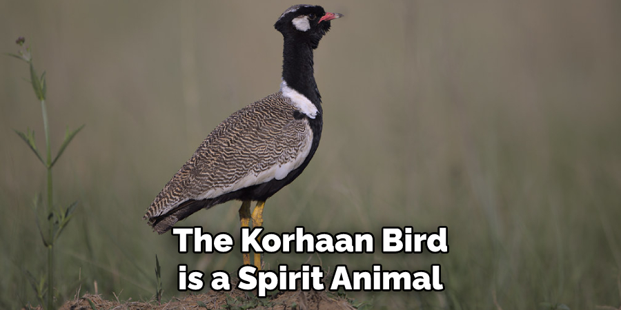 The Korhaan bird is a spirit animal