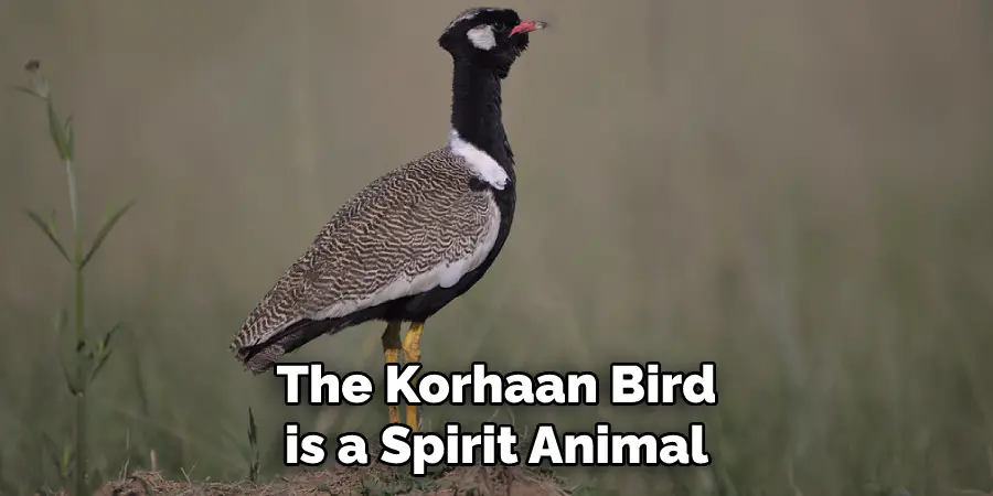 The Korhaan bird is a spirit animal