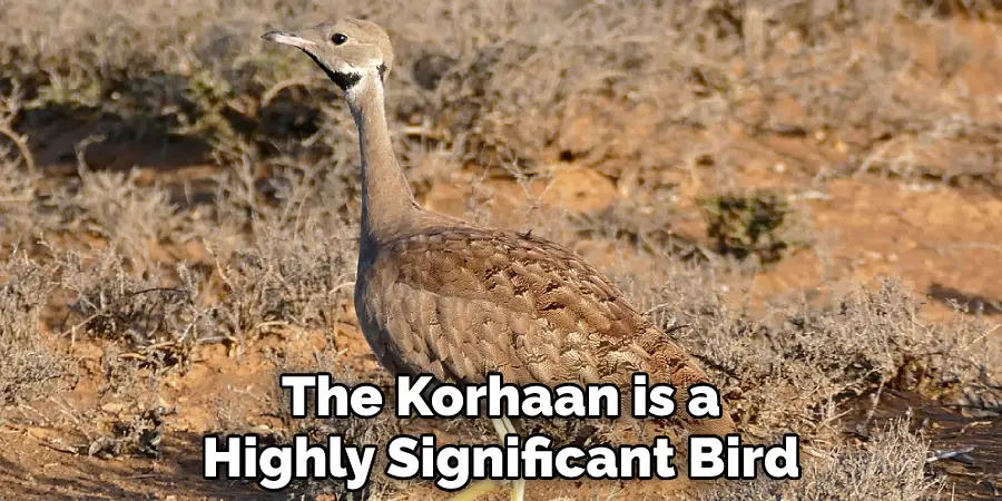 The Korhaan is a Highly Significant Bird