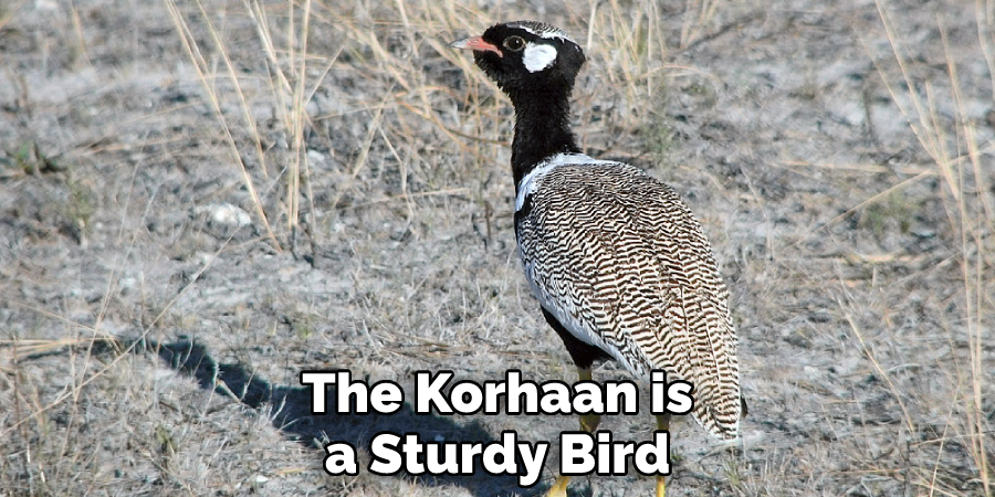 The Korhaan is a Sturdy Bird