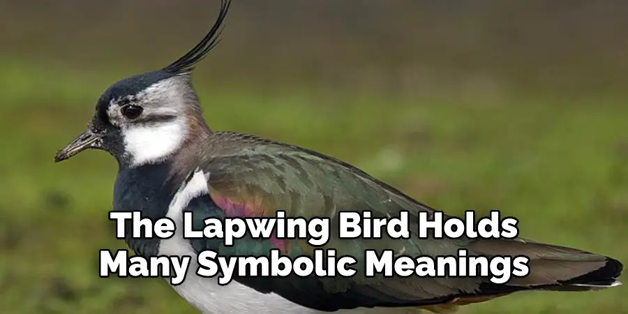 The Lapwing Bird Holds
Many Symbolic Meanings