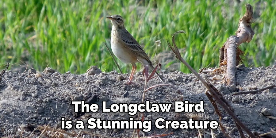 The Longclaw Bird is a Stunning Creature