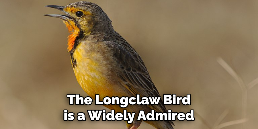 The Longclaw Bird is a Widely Admired
