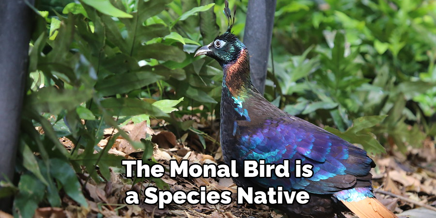 The Monal Bird is a Species Native