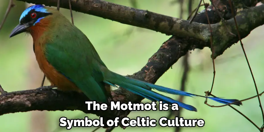 The Motmot is a Symbol of Celtic Culture