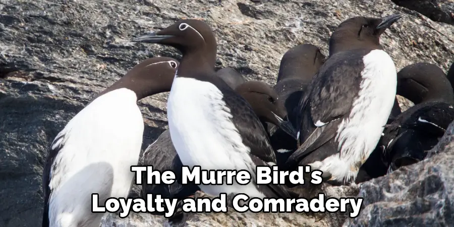 The Murre Bird's Loyalty and Comradery