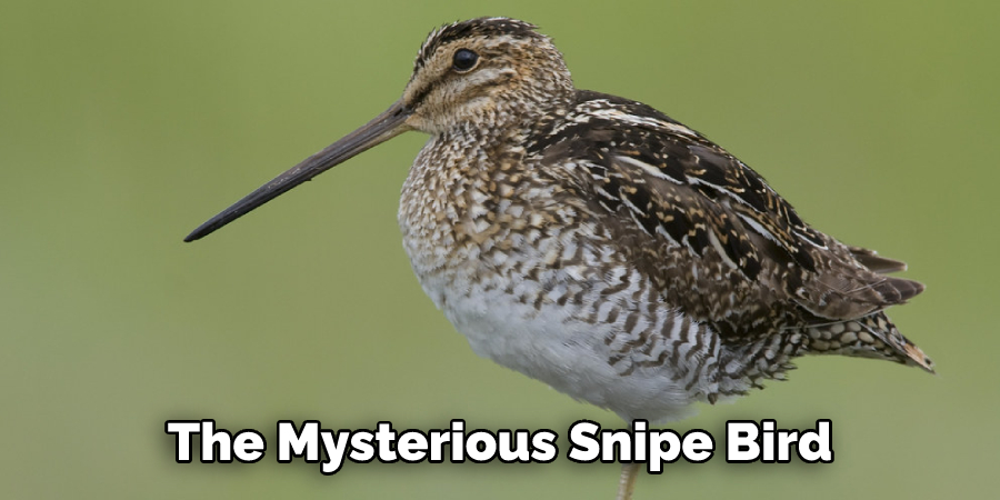 The Mysterious Snipe Bird