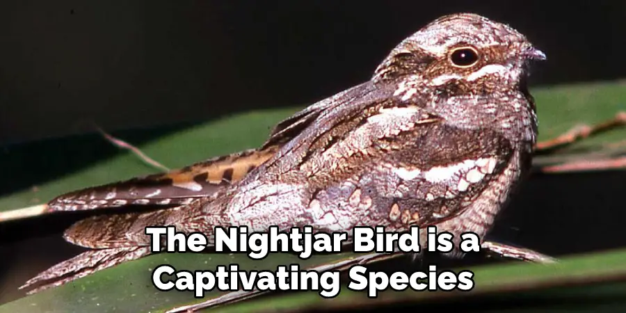 The Nightjar Bird is a Captivating Species