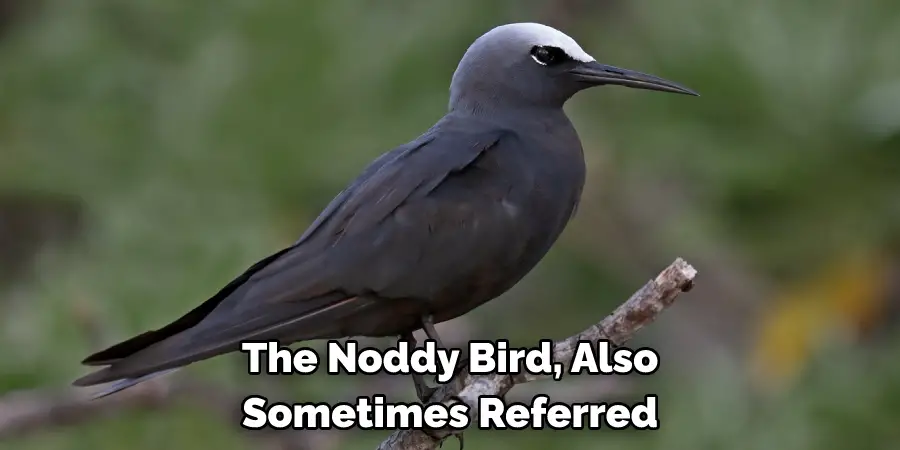 The Noddy Bird, Also
Sometimes Referred