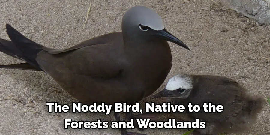 The Noddy Bird, Native to the Forests and Woodlands