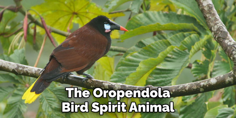 The Oropendola Bird Spirit Animal