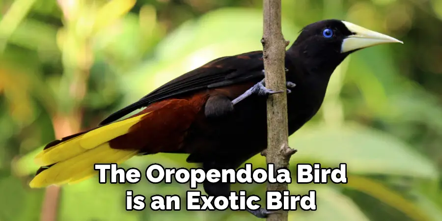 The Oropendola Bird is an Exotic Bird