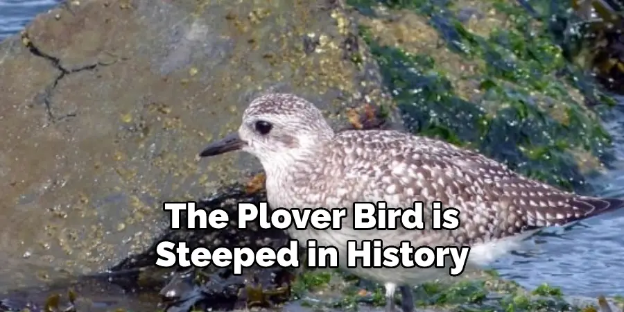 The Plover Bird is Steeped in History