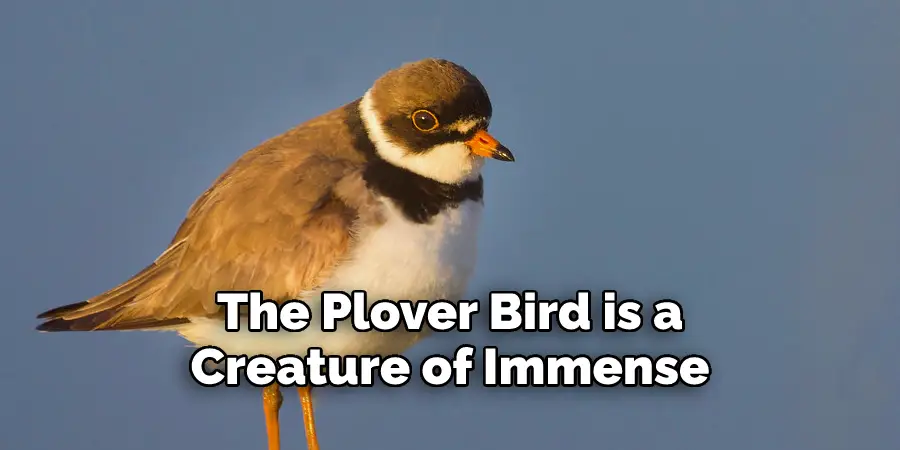 The Plover Bird is a 
Creature of Immense