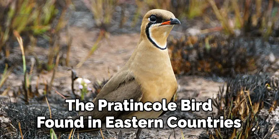 The Pratincole Bird, 
Found in Eastern Countries