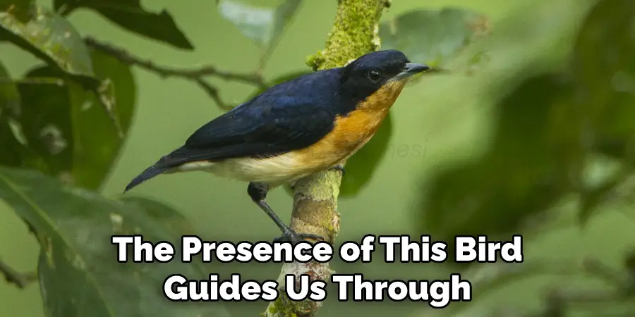 The Presence of This Bird Guides Us Through