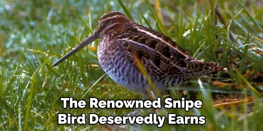 The Renowned Snipe Bird Deservedly Earns