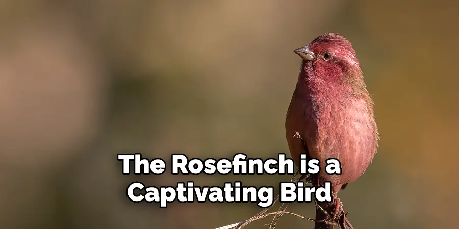 The Rosefinch is a 
Captivating Bird