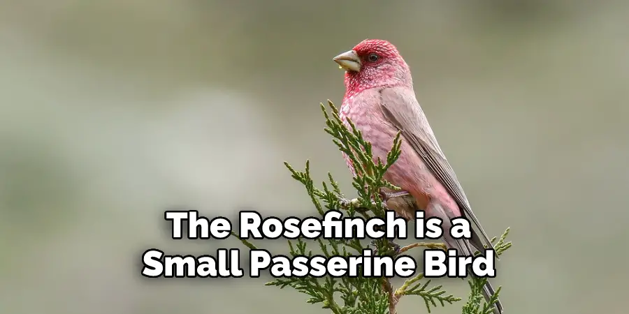 The Rosefinch is a 
Small Passerine Bird 