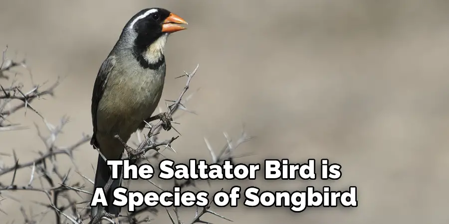 The Saltator Bird is 
A Species of Songbird