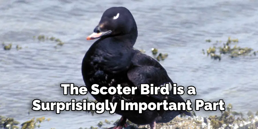 The Scoter Bird is a 
Surprisingly Important Part