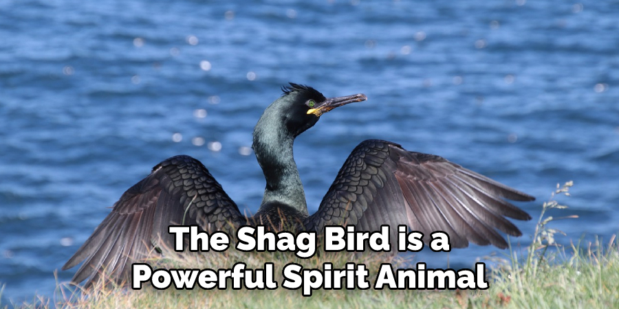 The Shag Bird is a Powerful Spirit Animal