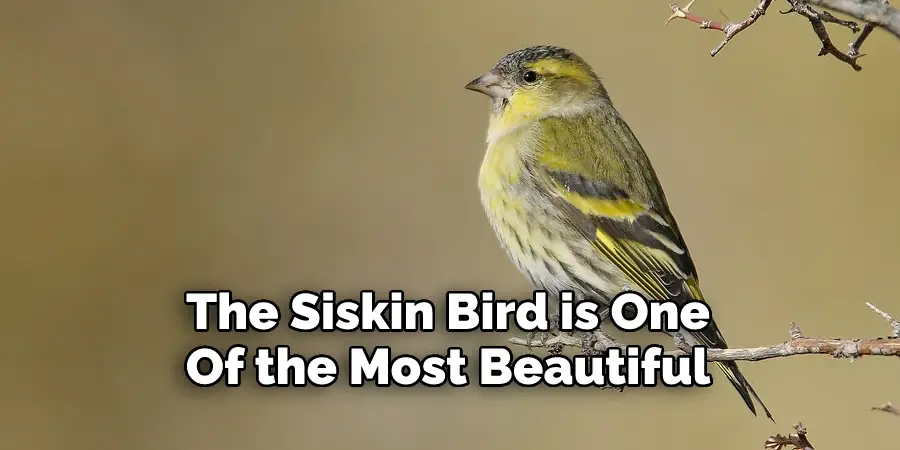 The Siskin Bird is One 
Of the Most Beautiful 