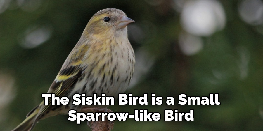 The Siskin Bird is a Small 
Sparrow-like Bird