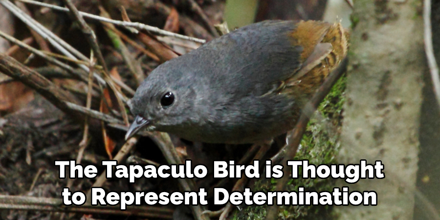 The Tapaculo Bird is Thought to Represent Determination