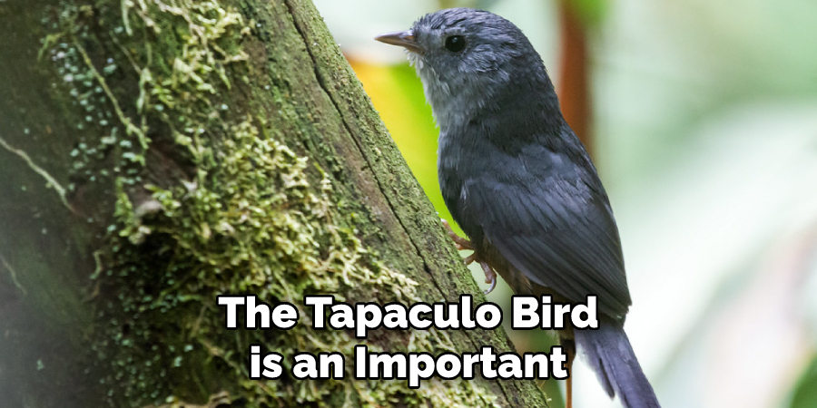 The Tapaculo Bird is an Important