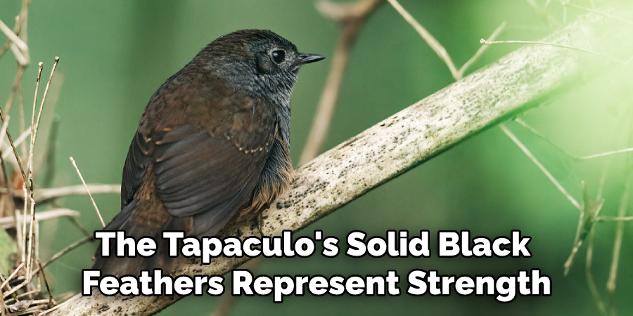 The Tapaculo's Solid Black  Feathers Represent Strength