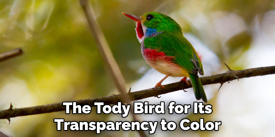 The Tody Bird for Its Transparency to Color