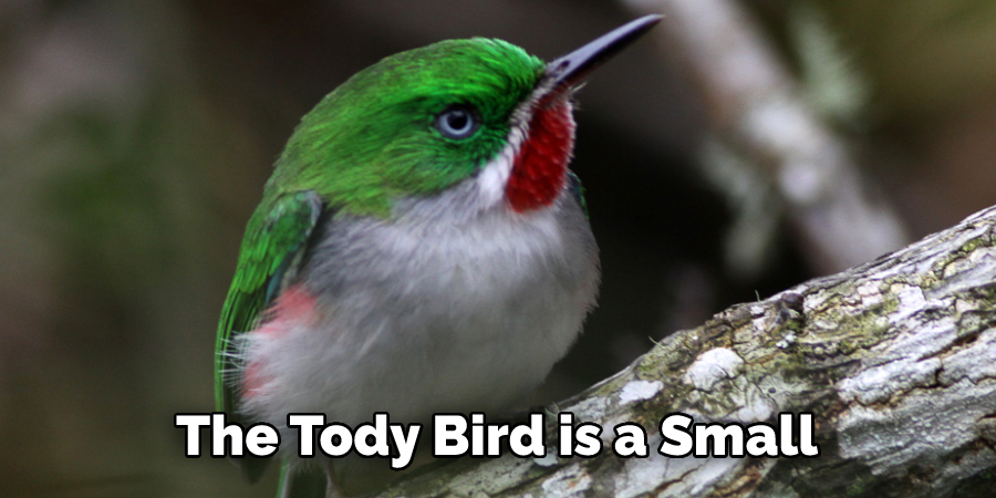 The Tody Bird is a Small
