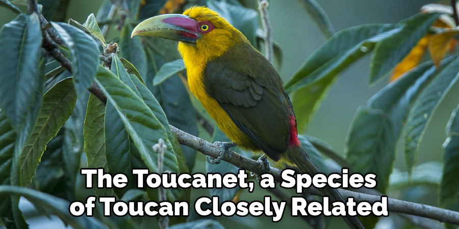 The Toucanet, a Species of Toucan Closely Related