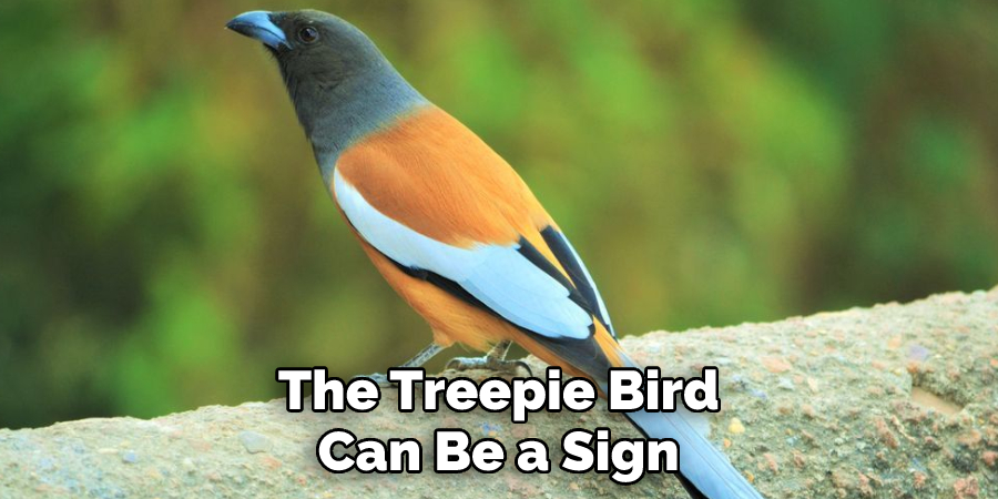 The Treepie Bird Can Be a Sign