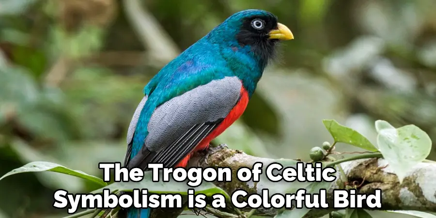 The Trogon of Celtic
Symbolism is a Colorful Bird