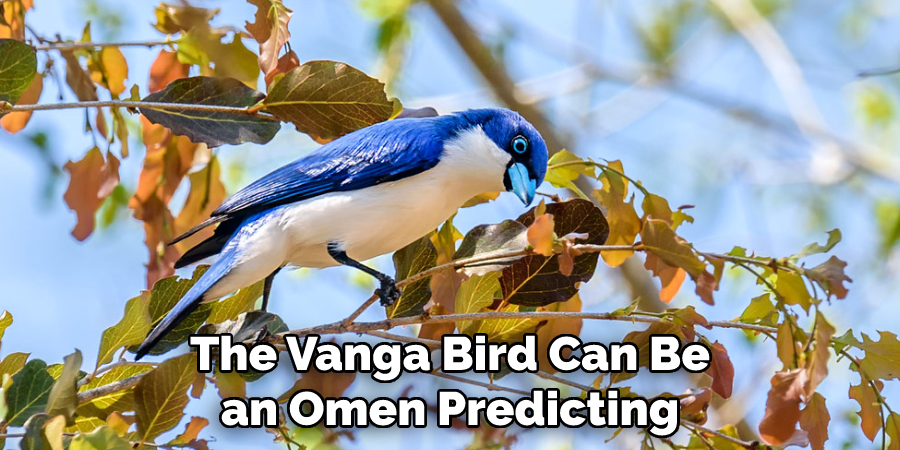 The Vanga Bird Can Be an Omen Predicting