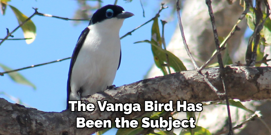 The Vanga Bird Has Been the Subject