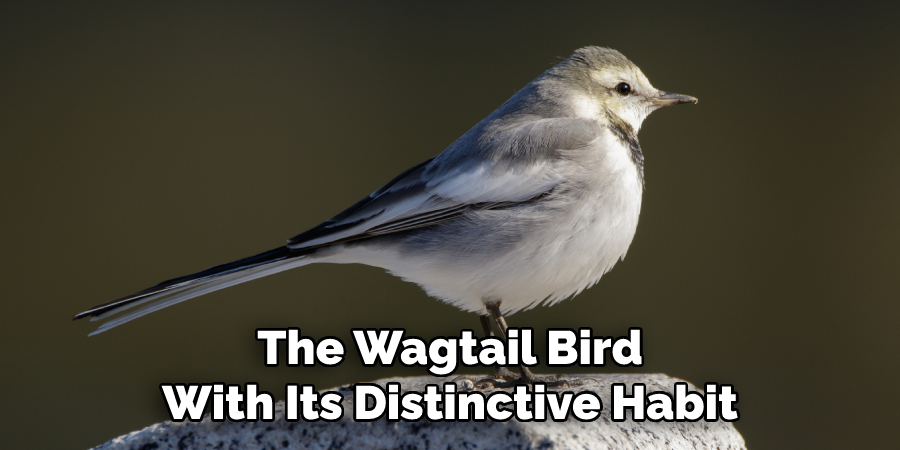 The Wagtail Bird With Its Distinctive Habit