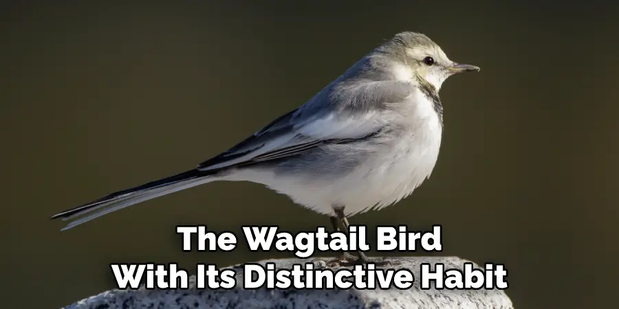 The Wagtail Bird With Its Distinctive Habit