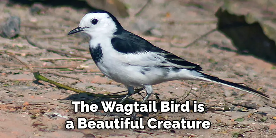 The Wagtail Bird is a Beautiful Creature