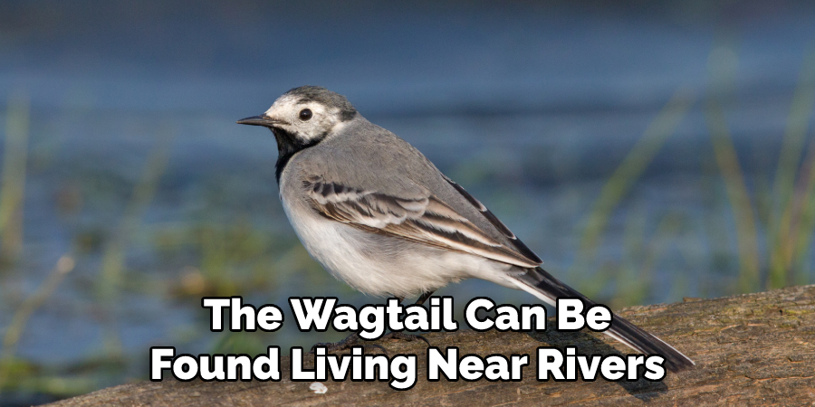 The Wagtail Can Be Found Living Near Rivers
