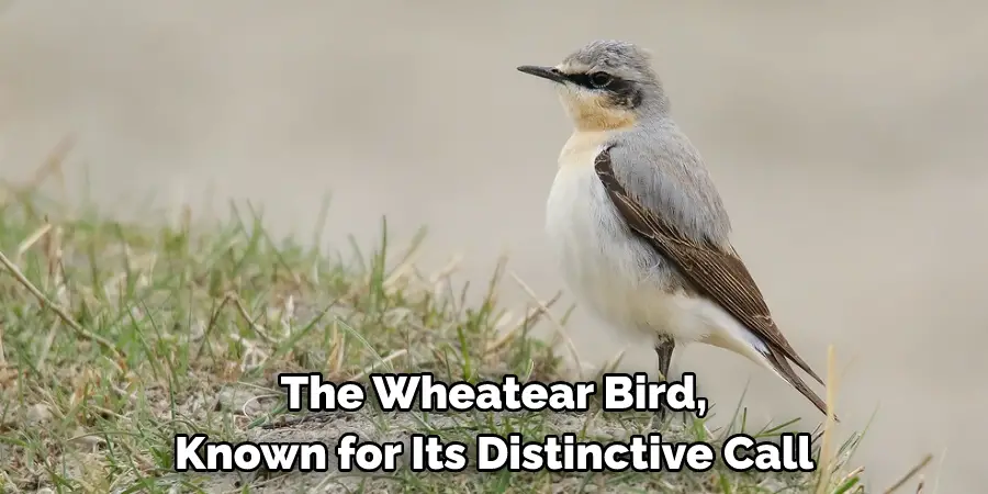 The Wheatear Bird, Known for Its Distinctive Call