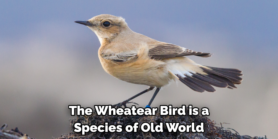 The Wheatear Bird is a Species of Old World